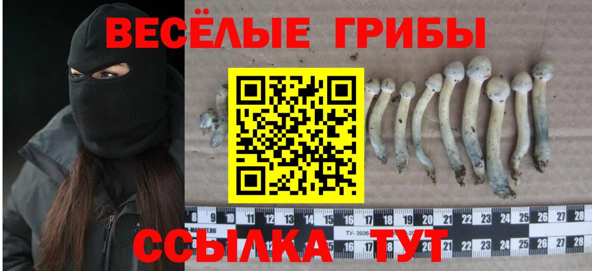 купить   Галлюциногенные грибы мухоморы  Вход с VPN  Бердск 